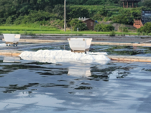 신안천일염 생산 차질 없이 진행 중