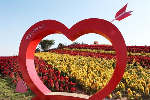 전국 최대 규모, 2024 섬 맨드라미축제 개최