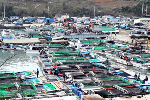 14-2 고흥군 김밥용 물김 위판액 600억 돌파 최고액 기록.jpg