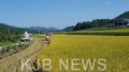4.벼적기수확현장.jpg