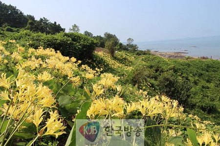 부안 마실길 제2코스, 붉노랑 상사화 이달 하순 절정2.png
