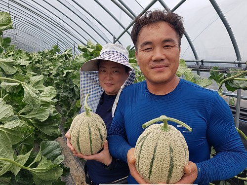 기술보급과_채소화훼팀_곡성군, 기능성 캔탈로프멜론으로 신소득 창출1.png